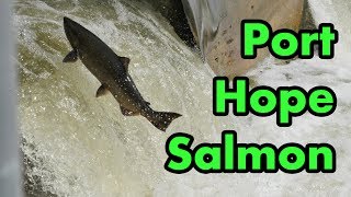 Port Hope Salmon Migration 2017