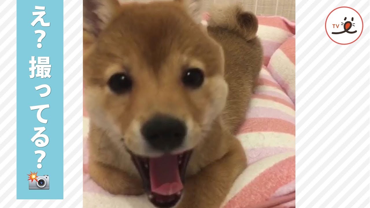 レンズの前では女優！】カメラに気づくと、目をキラキラさせ近づいて