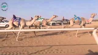 الشوط 16 قعدان مفاريد 1436/8/12هـ-2015/5/30م غليص(عاطف بن عطيه القرشي)