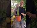 نخلة ملوكي او ملكي داخلية المنزل محمية صديق البيئة