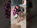 Terrified German Shepherd Learns How To Trust — Thanks To A Whole Community | The Dodo