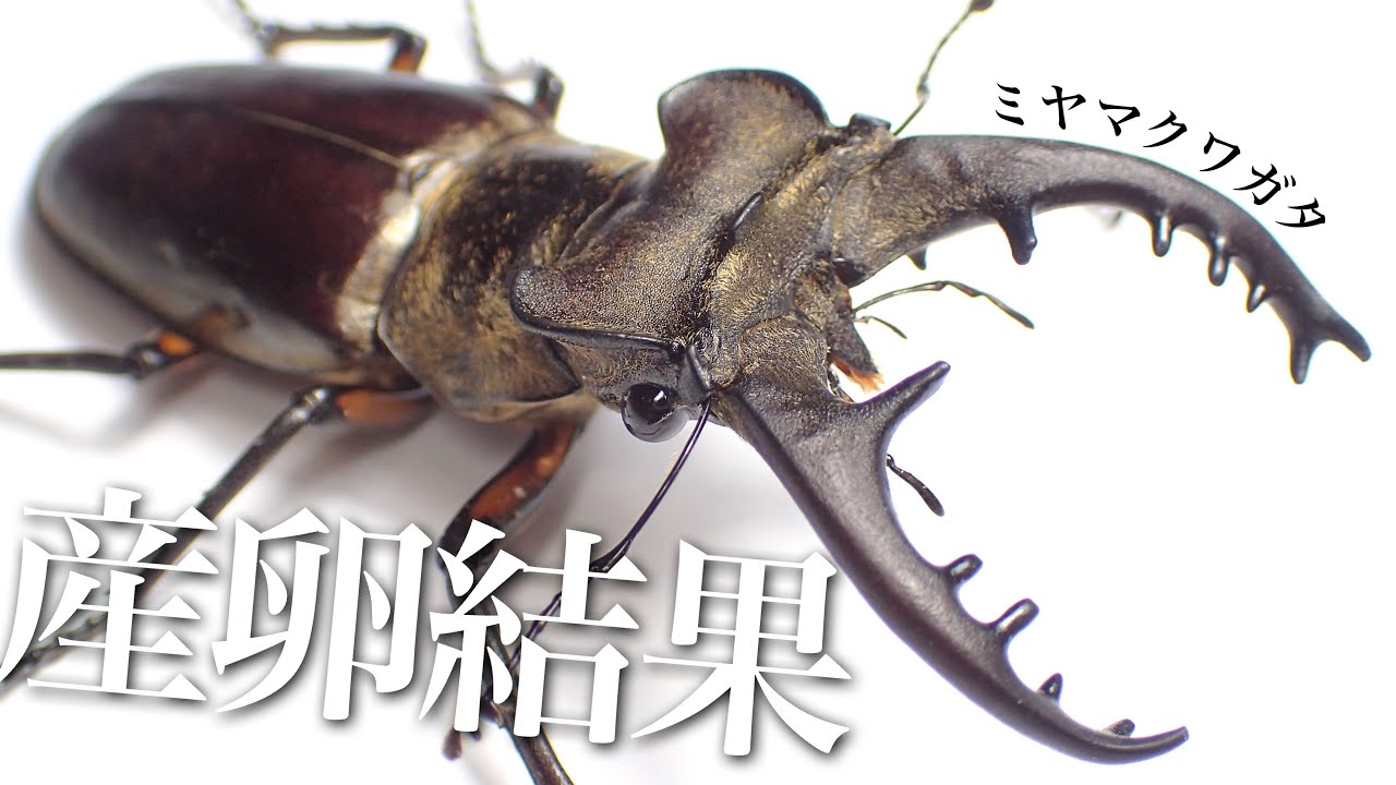 【40日経過】ミヤマクワガタを産卵させた結果【クワガタ飼育】