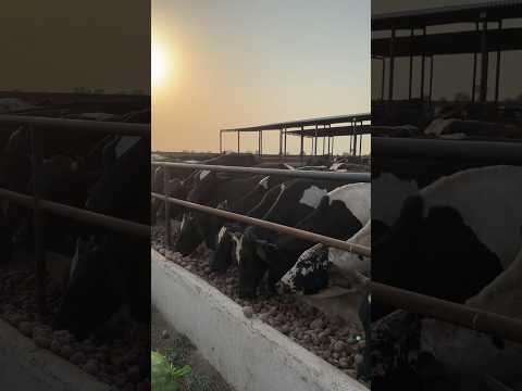 #sikkacattlefarm #feedlotfattening #sheikhupura