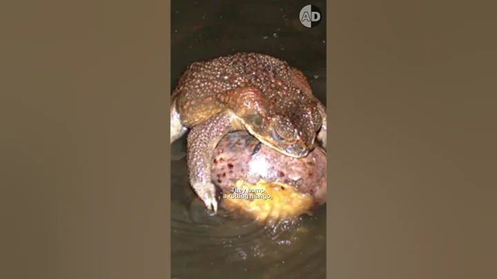 Cane Toads Caught Mating with Python During Storm 😳😳! - DayDayNews