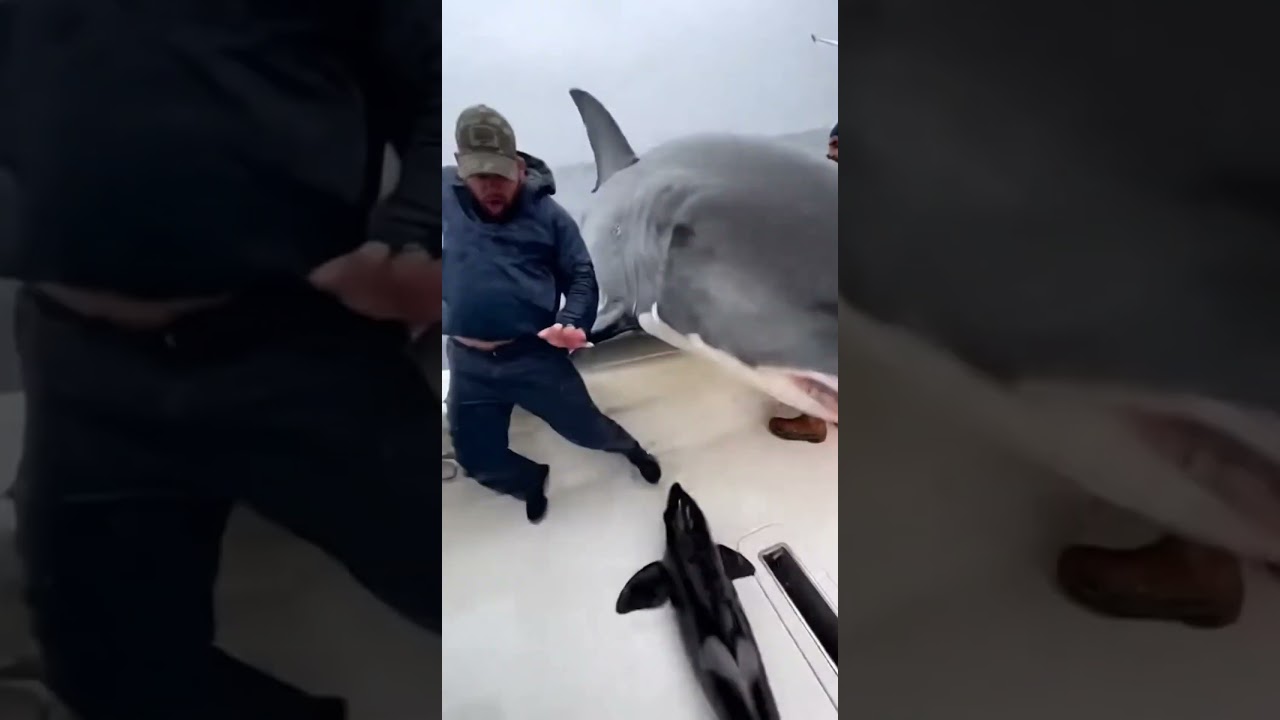 “IT’S A SHARK!” Great White Tries to Snatch Baby Orcas on Deck🦈😱
