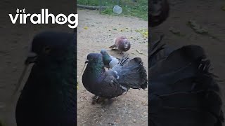 Fancy Pigeon Brings Flowers To His Wife || ViralHog