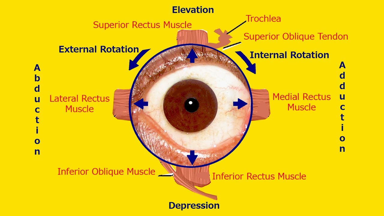 Blindness Prevention Remedial: Power of Eye Exercises and Nutrients for Eyes