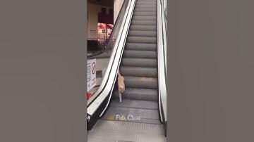 cat on escalator