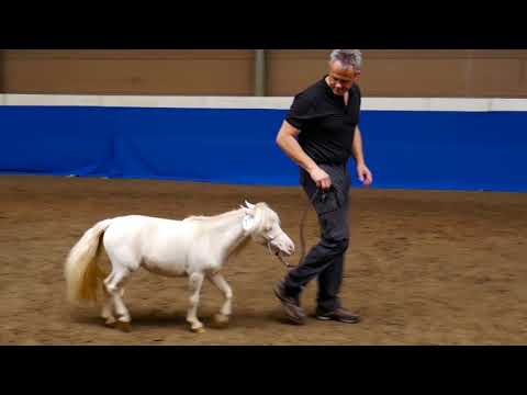 Video: Verschil Tussen Miniatuurpaard En Pony