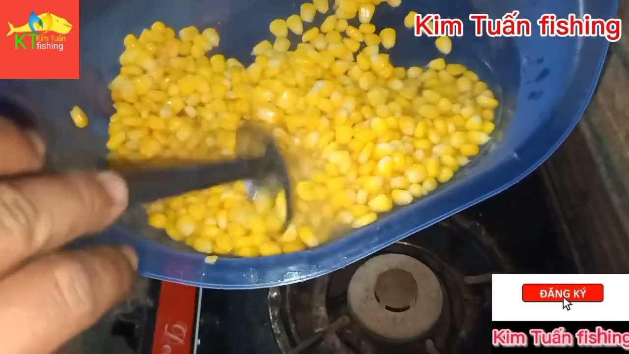 Cách ủ ngô câu cá chép, trắm, trôi, phi ...vv - youtube