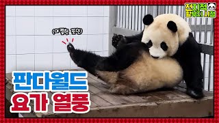(SUB) Panda Who Is Doing Yoga For The First Time In The World🧘│Panda Family