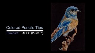 Bluebird colored pencils tutorial and tips: how to use Prismacolor Premier colored on black paper