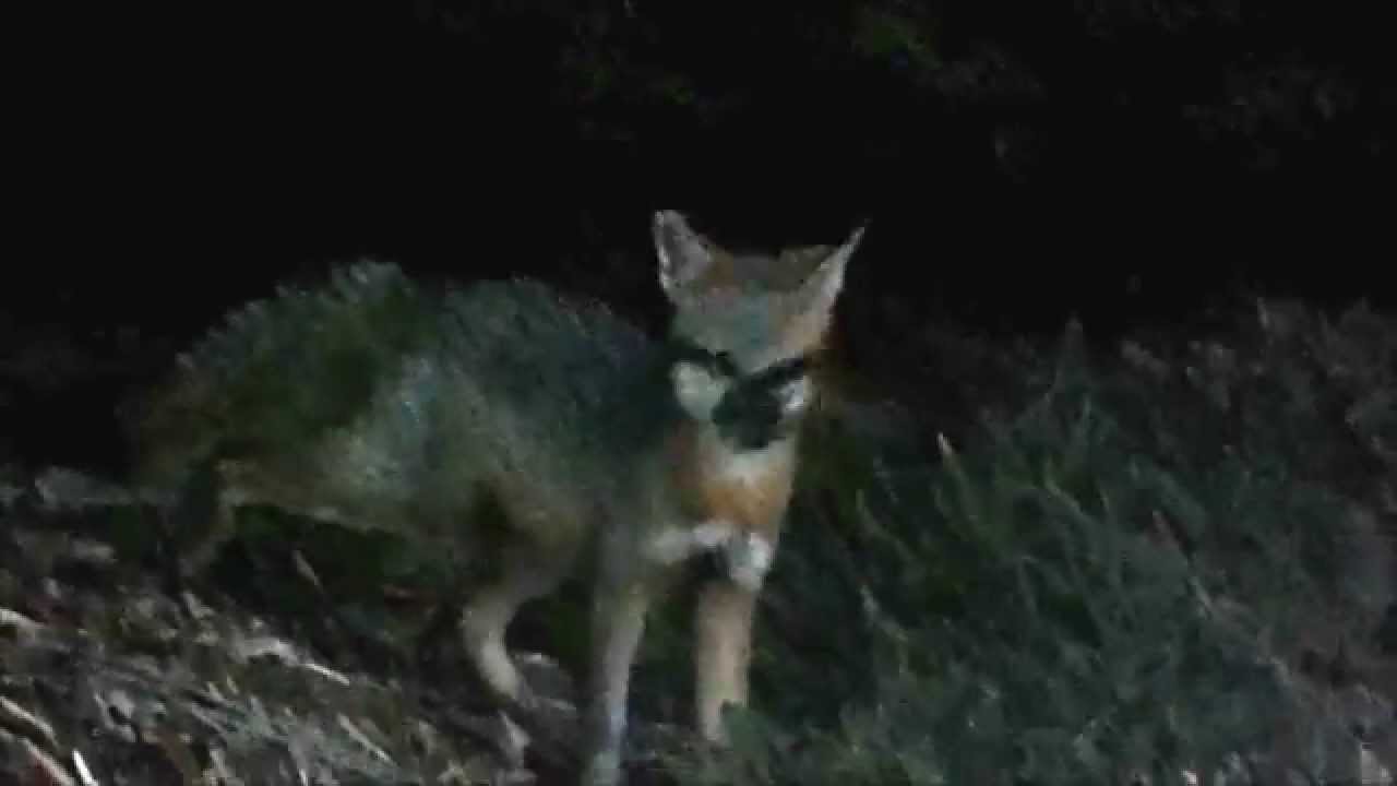 Young Gray Fox (short clip)