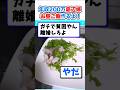 【2ch面白いスレ】年収200万、底辺嫁が底辺お昼ご飯作るw #2ch #料理 #5ch #なんj#底辺飯