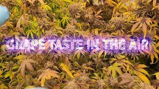 100%ORGANIC NO PGR