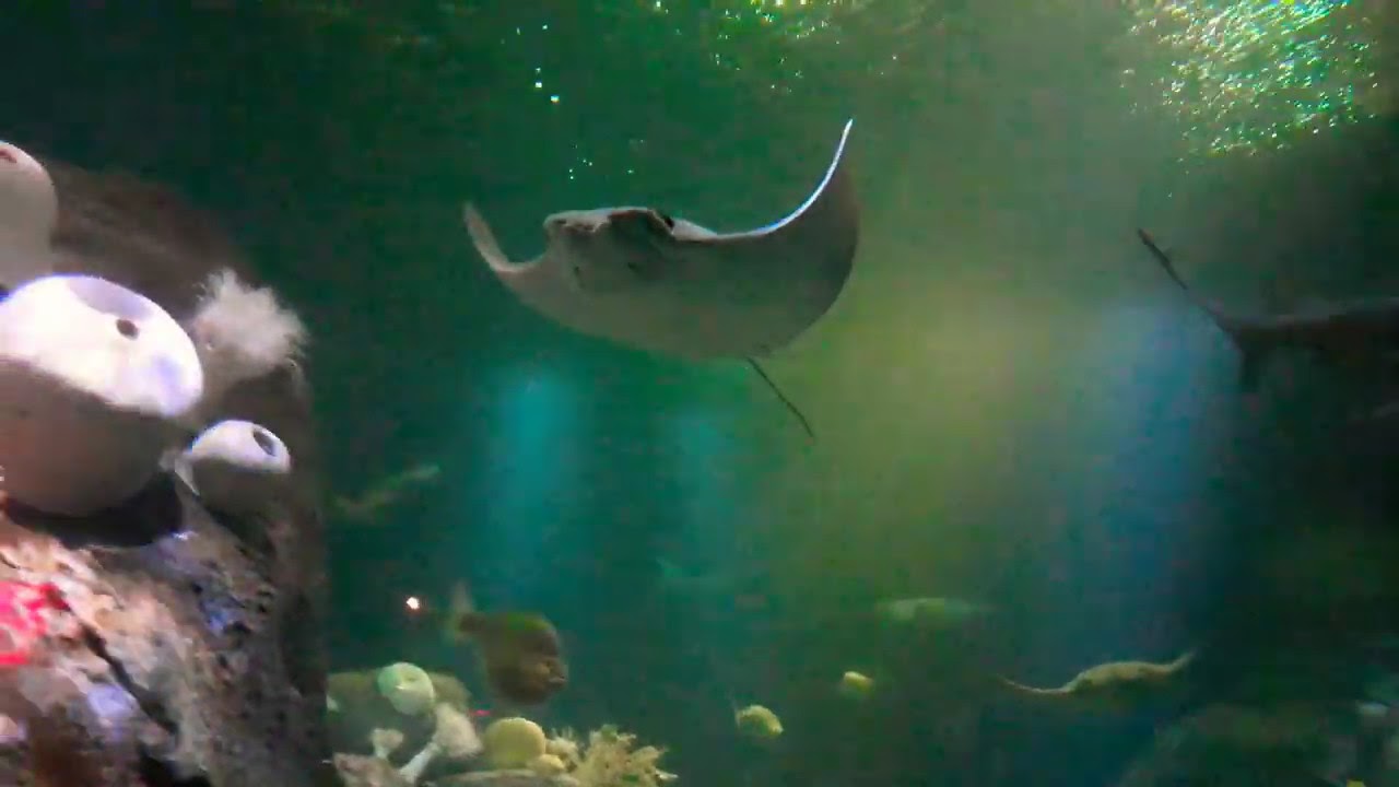 NYC aquarium YouTube