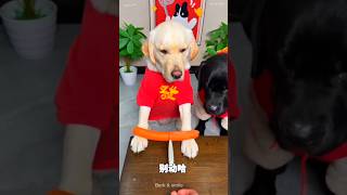 Dog cute moments 🥰🥰#dog #dogs #dogshorts #doglife #puppy #pets #shorts #shortsfeed #fyp #ytshorts