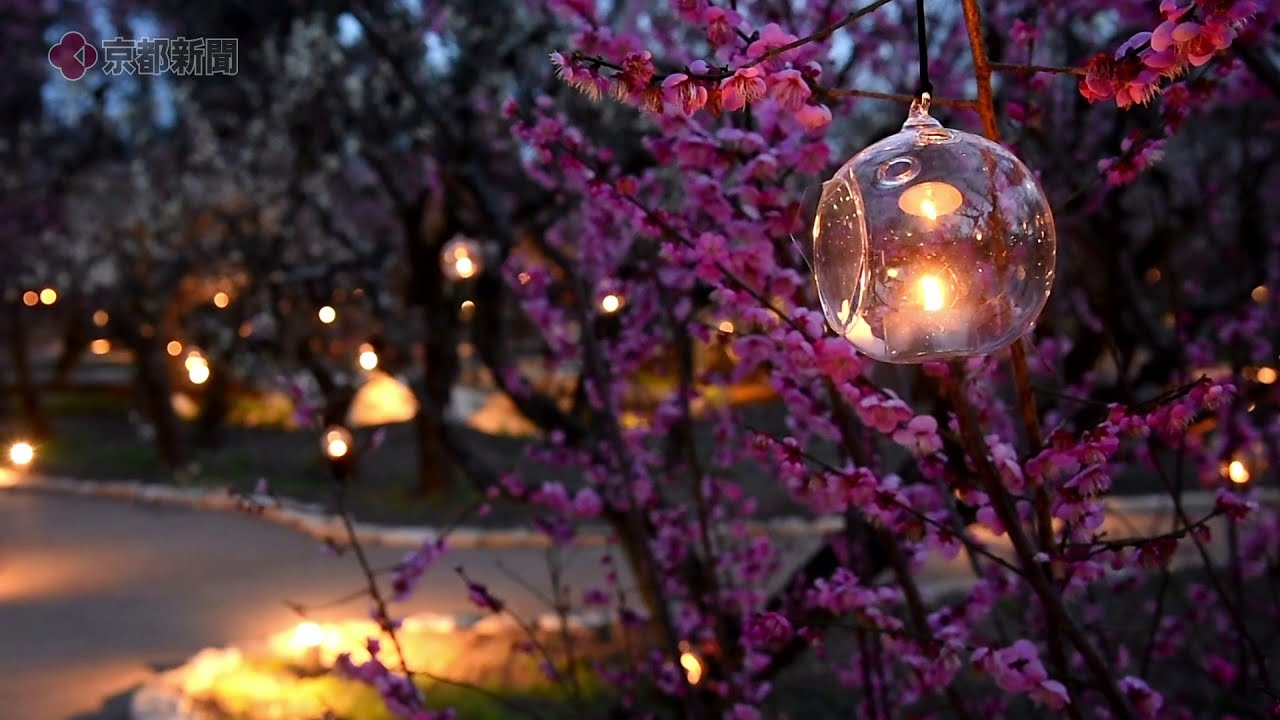 見頃の梅 照らすほのかな明かり 北野天満宮 ろうそくライトアップ 社会 地域のニュース 京都新聞