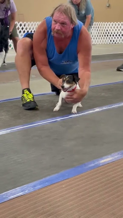 Is a Jack Russell the fastest dog?