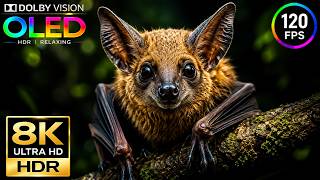 Dolby Vision HDR Test 120fps Video | 8K Video ULTRA HD (4K/8K Video TV)