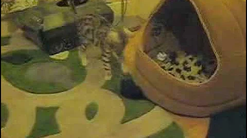 Video 660161: silver spotted bengal kitten, bengal kitten boy, bengal kittens playing, baby bengal kitten
