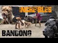 BANDOG perros 100% funcionales | entrenamiento enfocado en guardia y protección