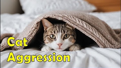 Understanding and Managing Feline Aggression, Transforming Aggressive Cats into Gentle Companions