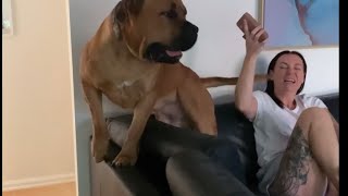 Big Boerboel Knows we have a Visitor #boerboel #viralvideo #shortvideo