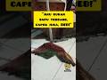 Sapu Butut Masih Dipakai Aku Capek Bos SapuButut BarangBerbicara TalkBar ShortsLucu 