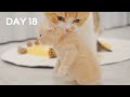 Day 18 - Mom Cat Carries Baby Kittens By Scruff | Day 1 to Day 100 Kittens Grow Up Vlog Lucky Paws