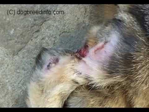 Cat fight - Cat wound infections - cat article on Pets.ca ...