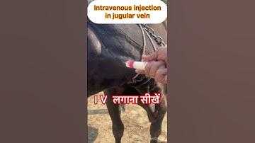 Intravenous injection in jugular vein l Dr Umar Khan