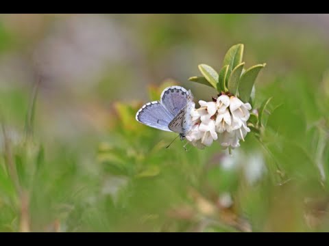 Video: Mikä hyönteinen pitää kovaa surinaa?