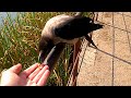 Ворона-попрошайка ест с руки. Crow eats from hand
