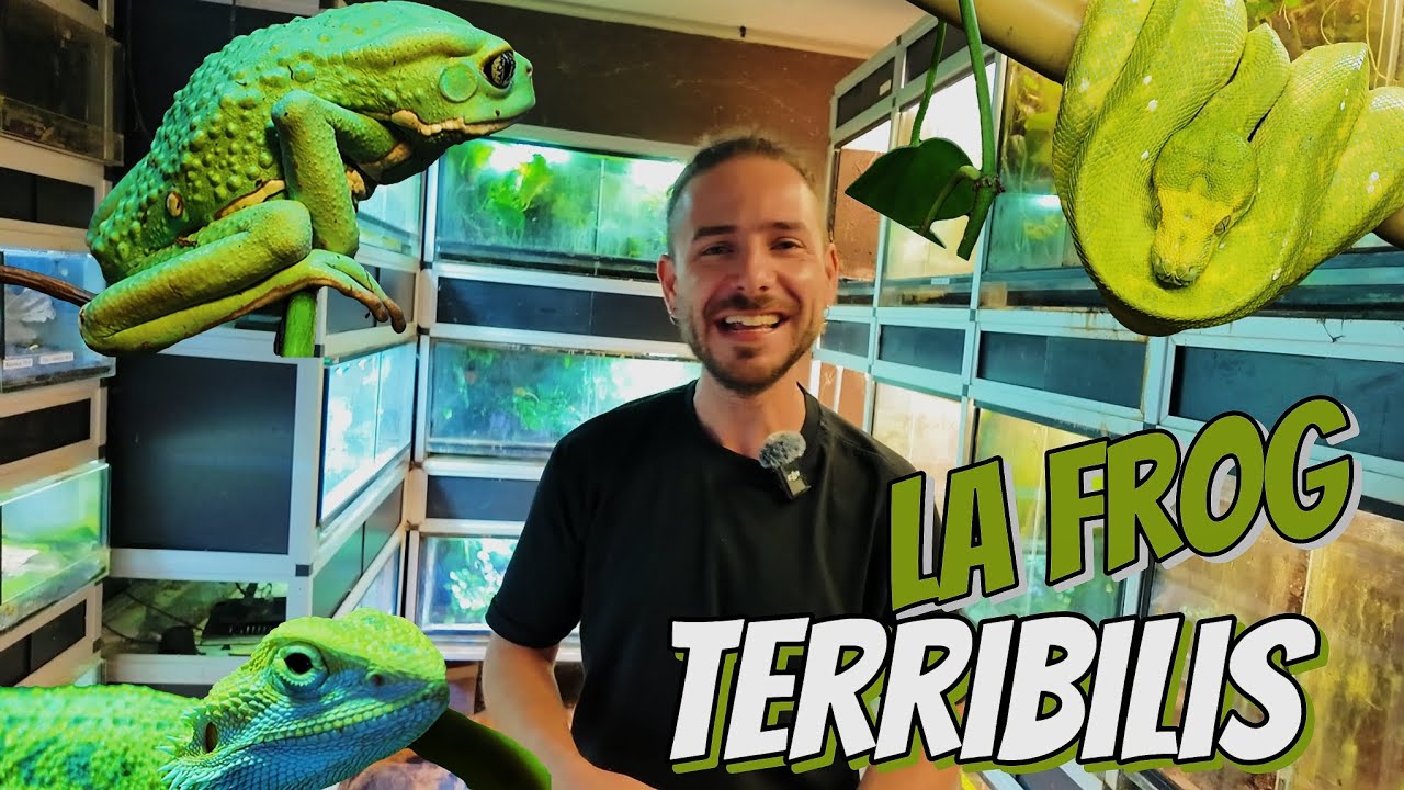 TERRIBILIS UNA DE LAS MEJORES TIENDAS  DE REPTILES DE EUROPA