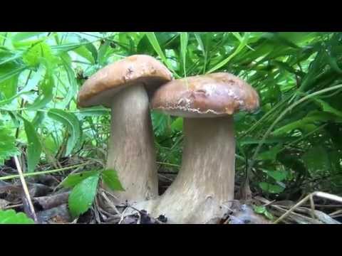 Белые грибы - наблюдение за ростом.