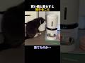 賢い猫と暮らすと起きること