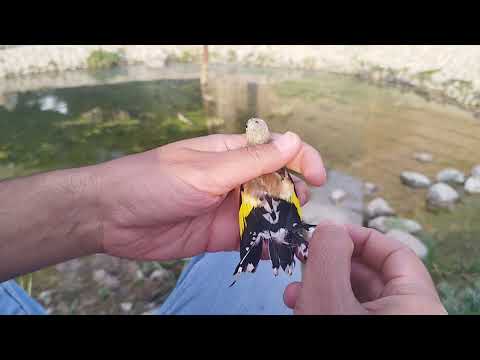 آزاد سازی سهره الحسون المهاجر   الحسون سهره قناری بلبل الصحراء