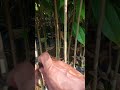 #cara #mudah #ok #durian Highlight live