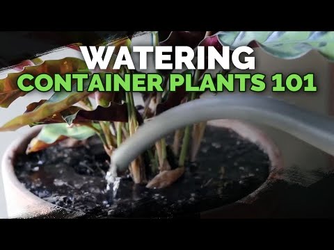 Video: How To Water Geraniums At Home In Winter? 18 Photos How Often Should You Water? How To Properly Organize Wick Watering Of Pelargonium In A Pot?