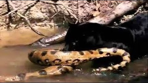 Python vs. Panther - Python Kills Panther, Panther vs. Python, Panther Kills Python