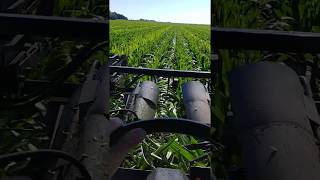 Detasseling corn
