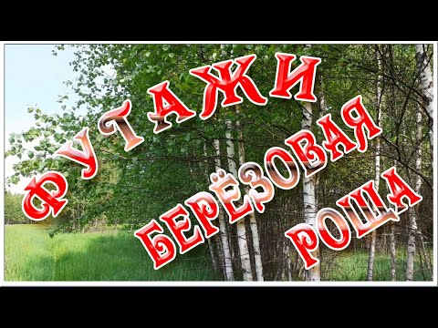 Натуральные фоновые футажи Берёзовая роща летом. Поют птицы