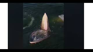 দেখুন তিমি কিভাবে মাছ শিকার করে screenshot 4