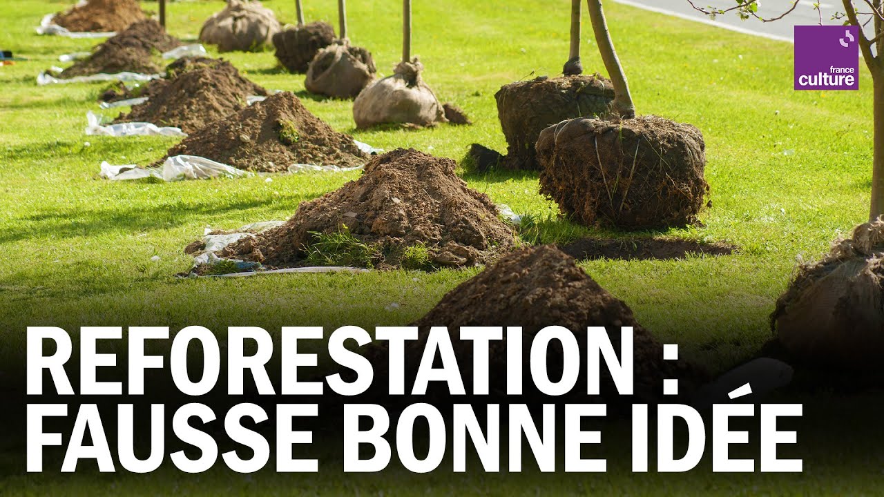 Pourquoi PLANTER MASSIVEMENT DES ARBRES peut nuire à la planète