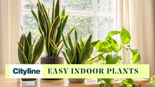 Frankie Flowers has ideas for low maintenance indoor plants.