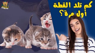 كم تلد القطة أول مرة_الولادة عند القطط_Birth in kittens