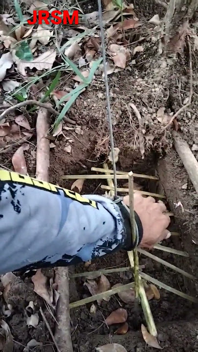 cara kerja jerat babi hutan๐