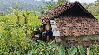 Sedih Hidup Sendiri di Rumah Sempit Di Tengah Sawah Tanpa Listrik Nenek Ini Tak Punya Keturunan