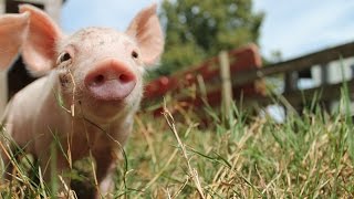 Sauvetage de cochons dans un élevage intensif